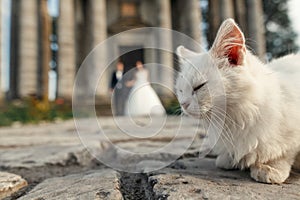 White homeless cat looking and sleeping on background of wedding