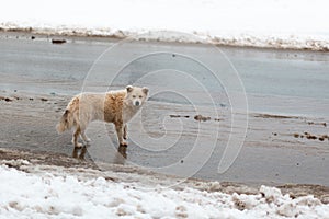 A white homeless lost dog standing on a dirty water road looking at the camera. Snow melting on the both sides of the frame