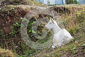 White homemade goat Capra aegagrus hircus lying on the grass lies on the green grass near the ravine.