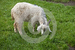 White homemade goat