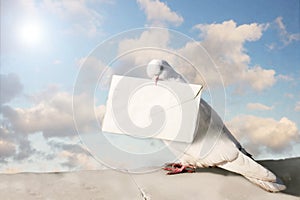 White Homing pigeon photo