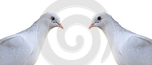 White homing pigeon portrait isolated on white