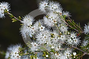 White honey-scented flowers of the Australian native tick bush, Kunzea ambigua, family Myrtaceae photo