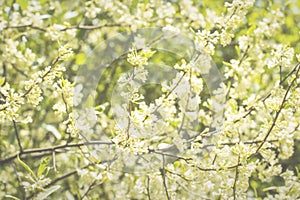 White Honeysuckle Flowers, Background
