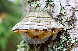 White hoof fungus growing on the birch tree trunk bark