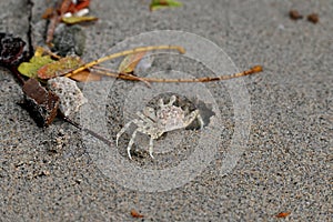 A white Horned Ghost Crab that was affected by plastic pollution and flood tide, moving out from their refuge hole