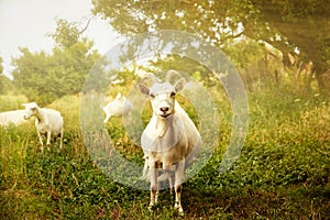 White horned goat grazes summer denm on green grass photo