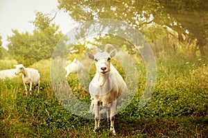 White horned goat grazes summer denm on green grass photo