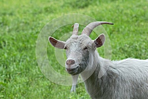 White horned goat on the green grass.