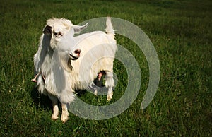 White horned goat