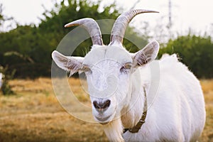 White horned goat in a pasture close-up