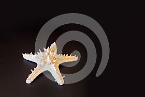 White horned sea star Protoreaster nodosus photo