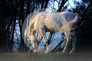 White horse