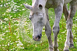 White horse