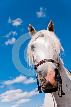 Bianco un cavallo 