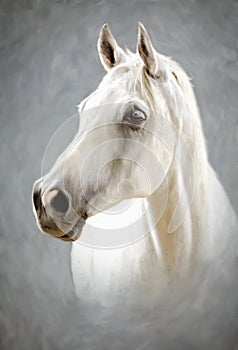 A white horse