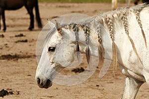 White horse