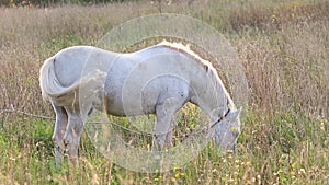 White horse