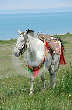 Bianco un cavallo 