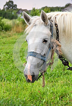 White Horse