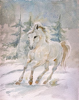 White horse