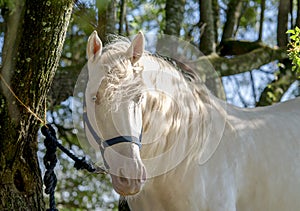 White horse