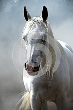 White horse