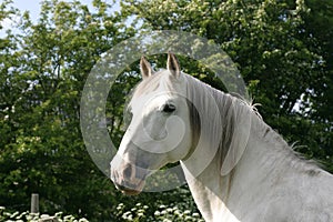Bílý kůň 