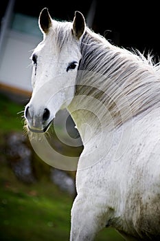 Blanco un caballo 