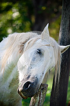 White Horse