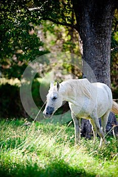 White Horse