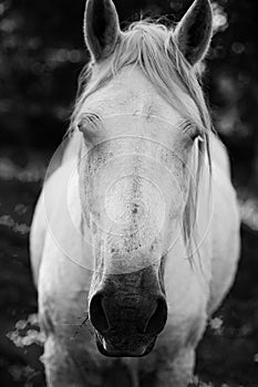 White Horse