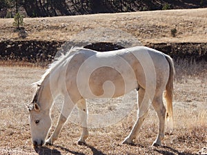 White horse