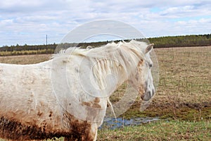 White horse