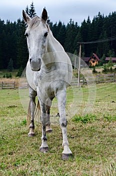 White horse