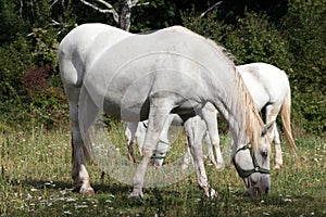 White horse