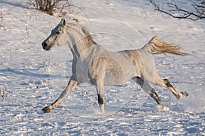 White horse