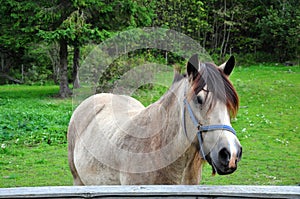 White horse