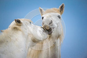 White horse