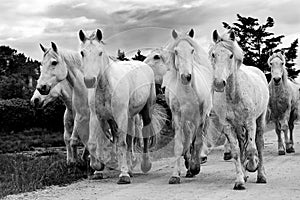 White horse