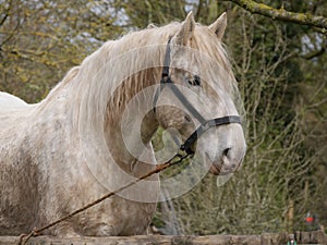 White Horse