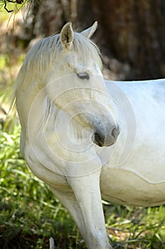 Biely kôň 