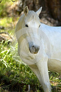 Biely kôň 