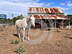 White horse in an abandoned farm house