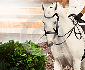 White horse, advanced dressage test on equestrian competition.