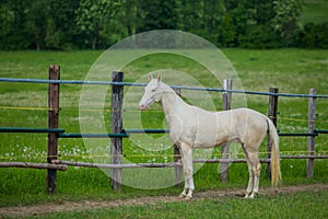 White horse, Akhal Teke, standing in a paddock