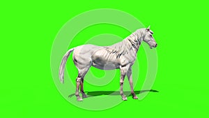 White horse animals side green screen 3D rendering animation