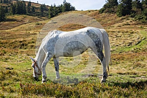 White horse in aplles grazing in meadow. Farm animal concept. Horse eating grass in hills. Horse on pasture.