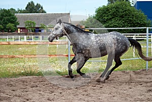 White horse in apples