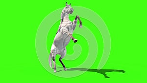 White horse attacks animals green screen 3D Rendering Animation